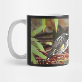 New Holland Honeyeater sitting in a Gum Tree Mug